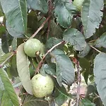 Vivenda Da Natureza
