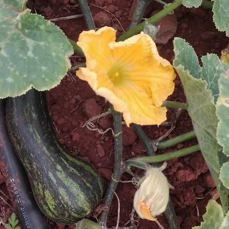 Дом отдыха Vivenda Da Natureza