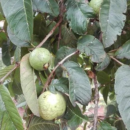 Vivenda Da Natureza