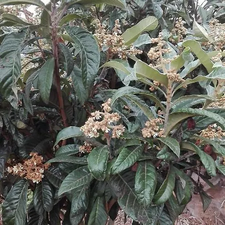 Vivenda Da Natureza Hébergement de vacances