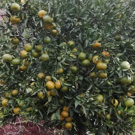 Vivenda Da Natureza Hébergement de vacances Santa Cruz (Madeira)