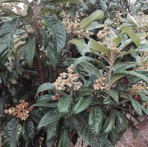 Vivenda Da Natureza Feriehus