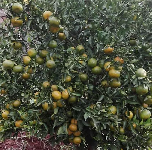 Vivenda Da Natureza Feriehus Santa Cruz (Madeira)