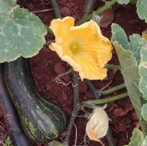 Feriehus Vivenda Da Natureza